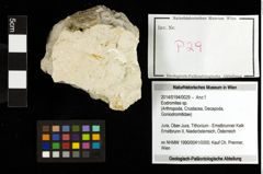 Foto (Objekt + Etiketten) von Eodromites sp. 